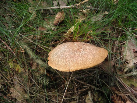 Hřib žlutomasý